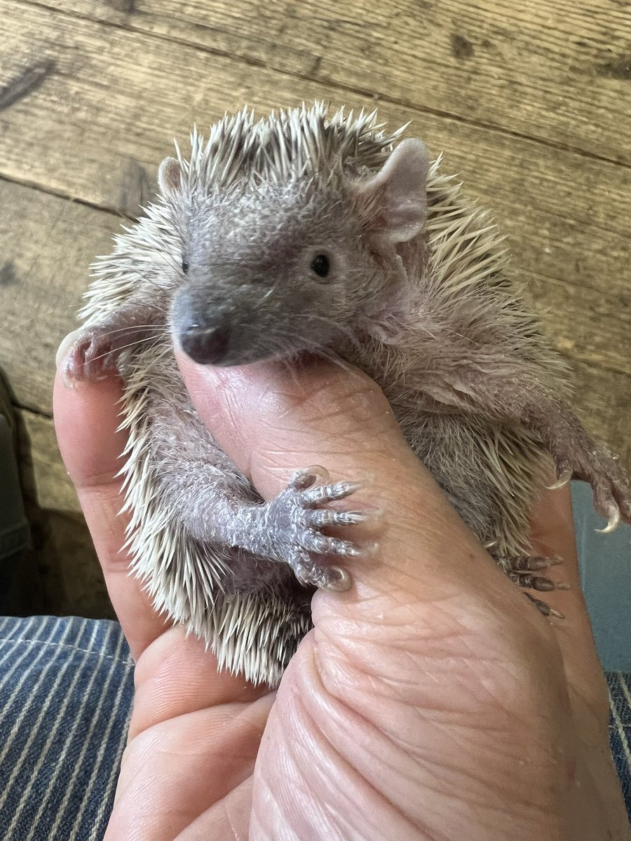 こんにちは♪ 本日も19時まで営業しております🈺 お迎えできる