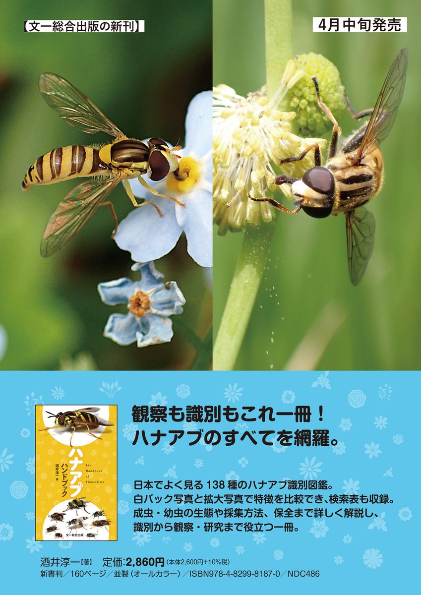 BunichiSS's tweet photo. ［新刊書籍のお知らせ］
4月6日、日本でよく見る138種のハナアブ識別図鑑を刊行いたします。

✅ ハナアブハンドブック
✅ 酒井淳一 / 著

白バック写真と拡大写真で特徴を比較でき、検索表も収録。成虫・幼虫の生態や採集方法、保全まで詳しく解説し、識別から観察・研究まで役立つ一冊です。 https://t.co/5DKFSp4eH8
