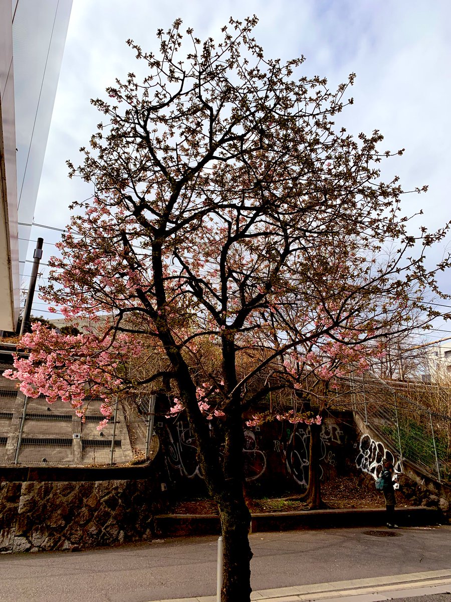 ATreetreetree's tweet photo. 代々木〜北参道のJR高架近く
#カワヅザクラ
#河津桜
#早咲きのさくら 

練習がてらとりあえず編み出したけど何になるのかは不明
#編み物初心者 https://t.co/di8Jsoe7I0