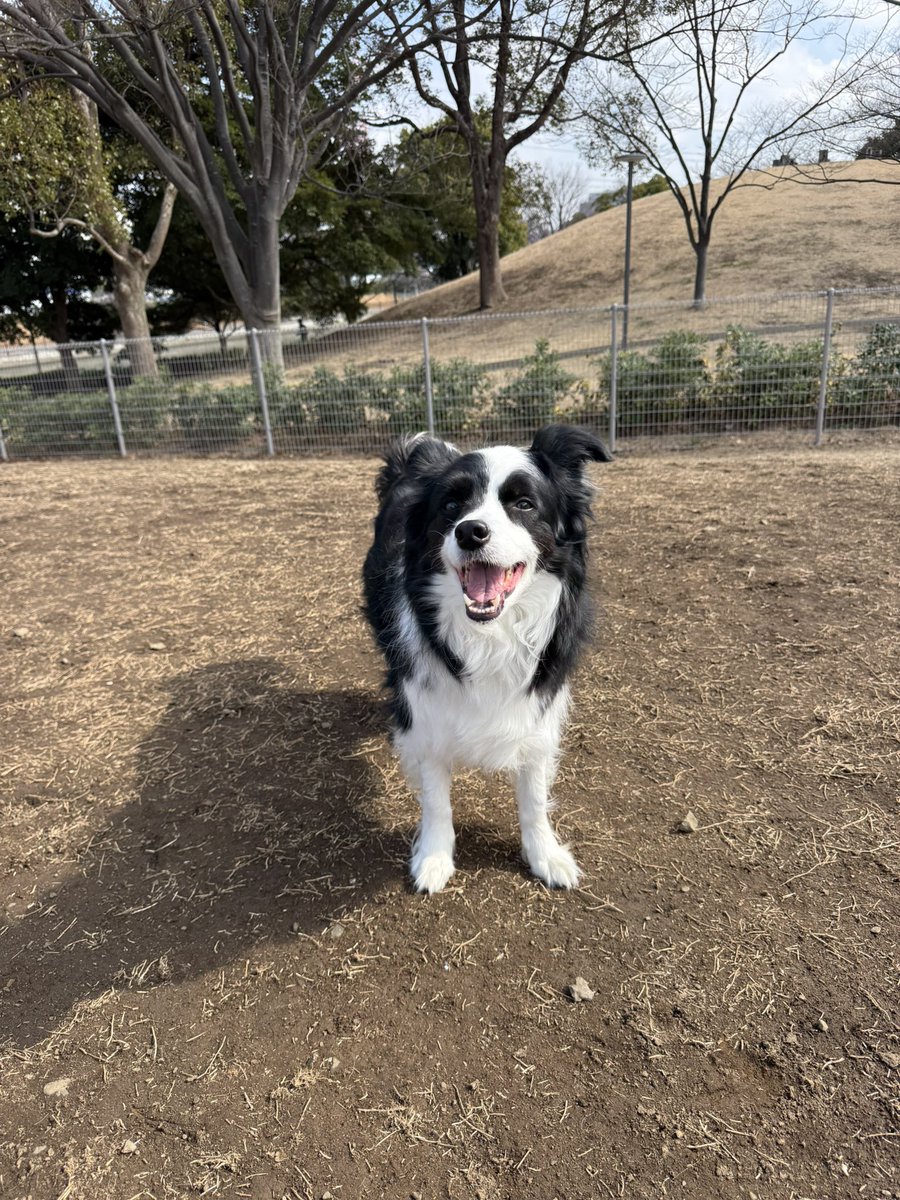 kiryushigeyama's tweet image. 我が家のわんこはサービス精神旺盛なのでドッグランの外に親子連れがいると僕に「どうする？」と確認をとってきます。「いってあげてー」と言うとフェンスの際まで近づいておすわりをし、外から少し触らせてあげたりします。「走ったら速いのかな？」と言われることが多いので「走っといで。ゴー」と言