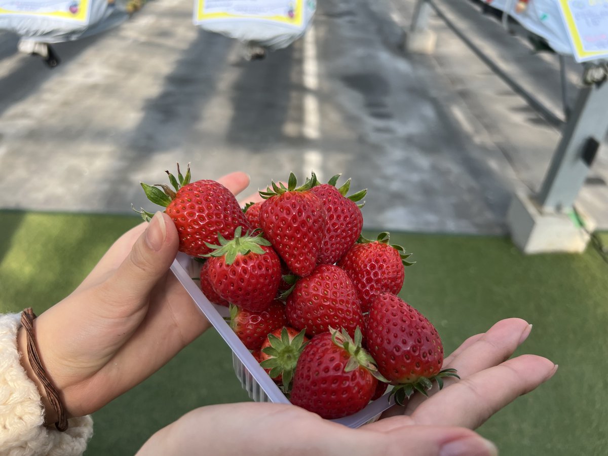 埼玉県杉戸町の🍓杉戸いちご農園🍓にいちご狩りに行って来ました✨ここで育てている「あまりん🍓」という品種の🍓が絶品なんです！！
皆さん、「あまりん」って知っていますか？
#いちご狩り　#あまりん　#杉戸いちご農園
#ボーダーレス　#映像制作