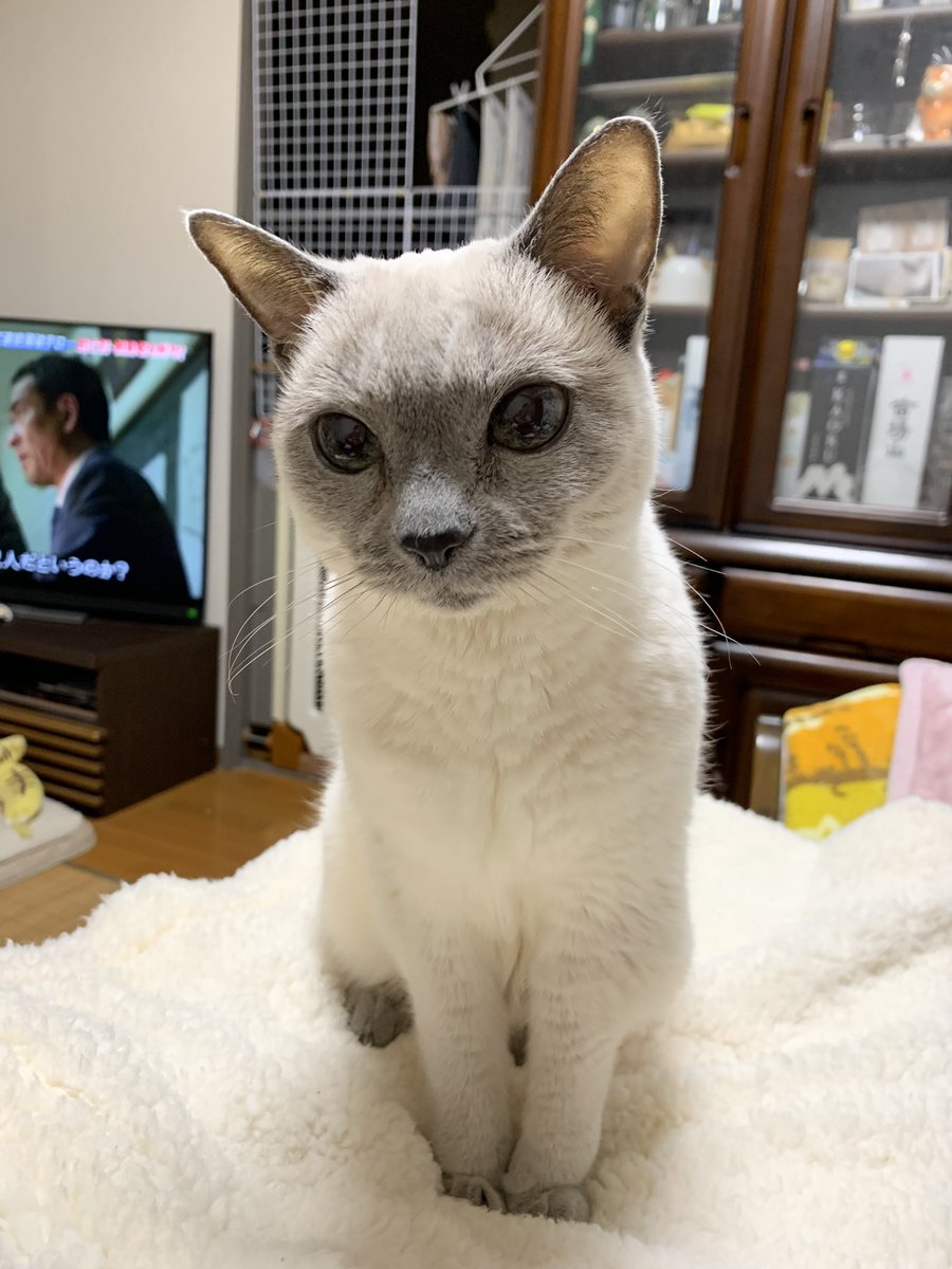 もね　生き抜きました。
2026年2月18日4時16分 永眠。

18年と9ヶ月。
最期の最後まで、頑張り屋さんでした。
自慢の愛娘です。
生前は皆さんに可愛がっていただき
心から感謝しています。
ありがとうございました。