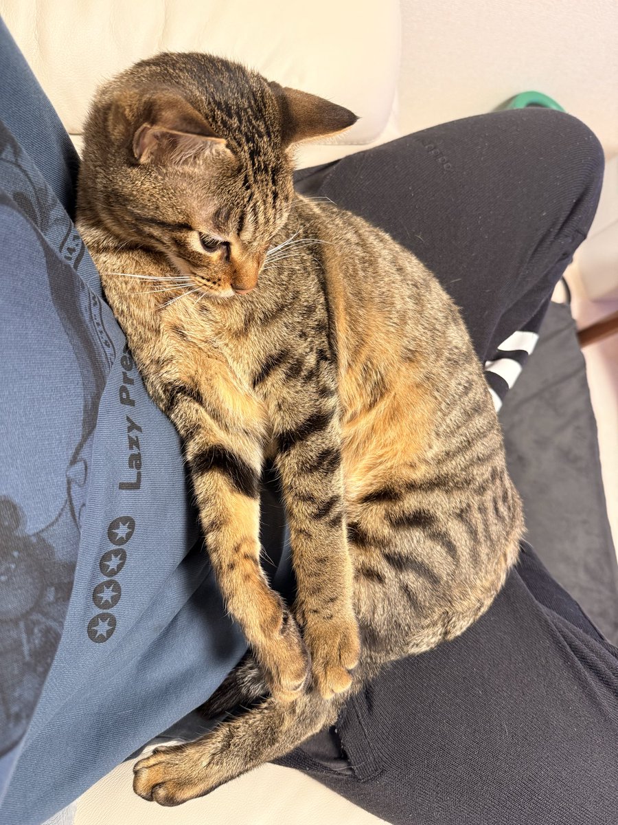 datera_'s tweet photo. 甘えん坊猫の膝乗り集 https://t.co/09g2nZ03Fl