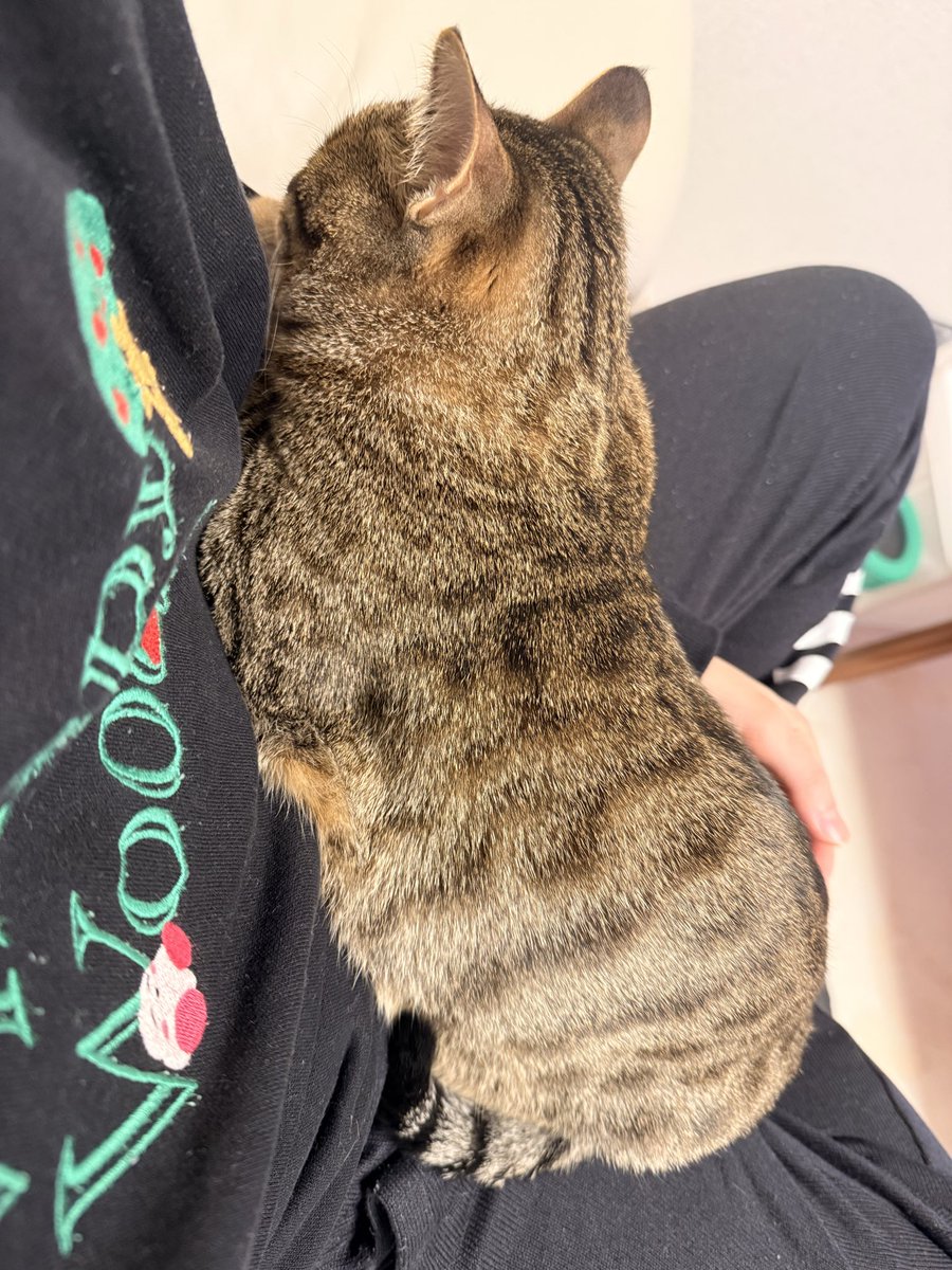 datera_'s tweet photo. 甘えん坊猫の膝乗り集 https://t.co/09g2nZ03Fl