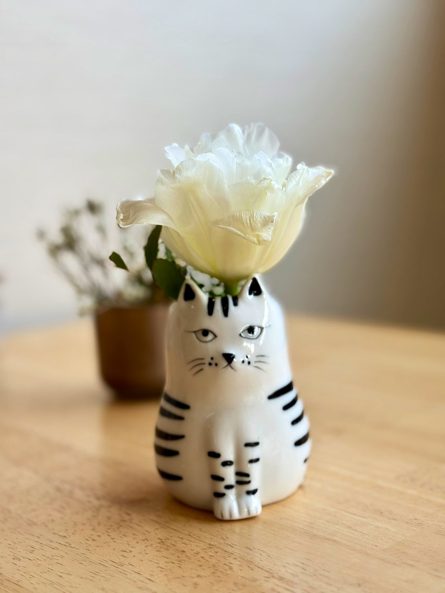 水曜日、本日定休日です。 猫ちゃんに生けたぐわっと開いた