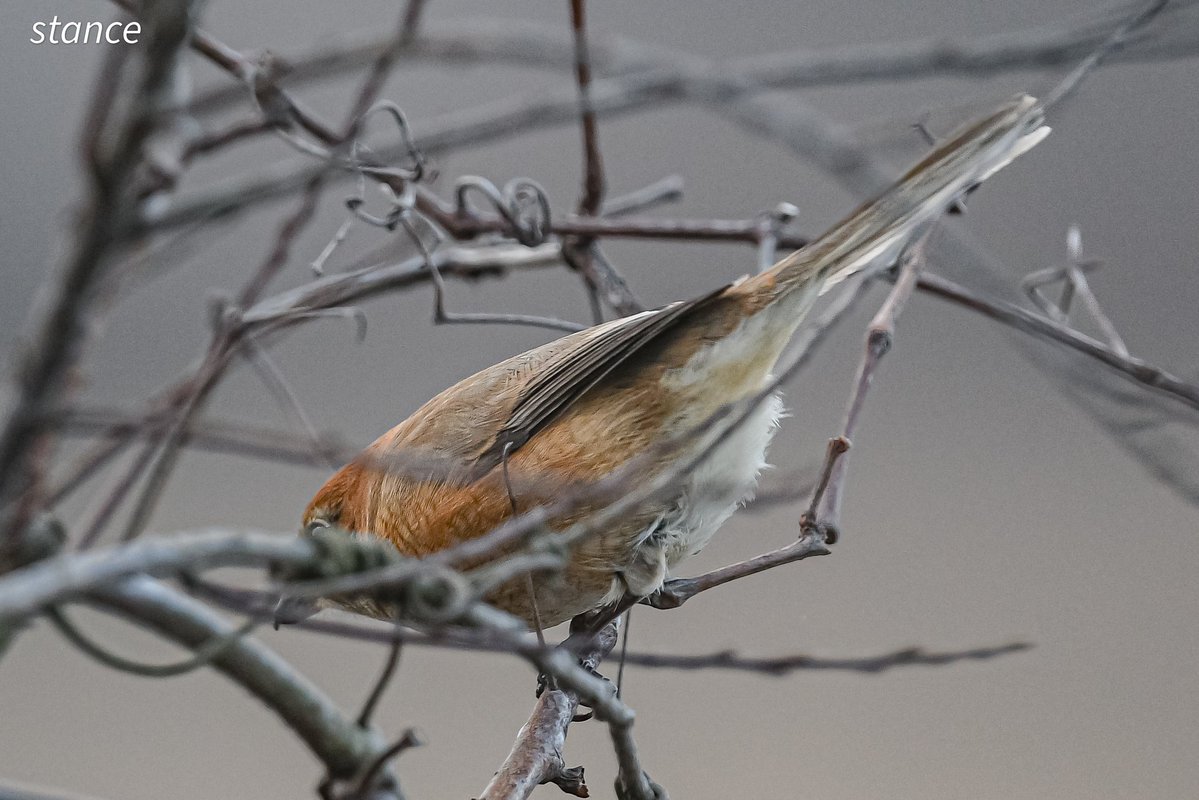 この日は木から木へ移動しても開けた枝には全く止まらず😂 D500+500f4G