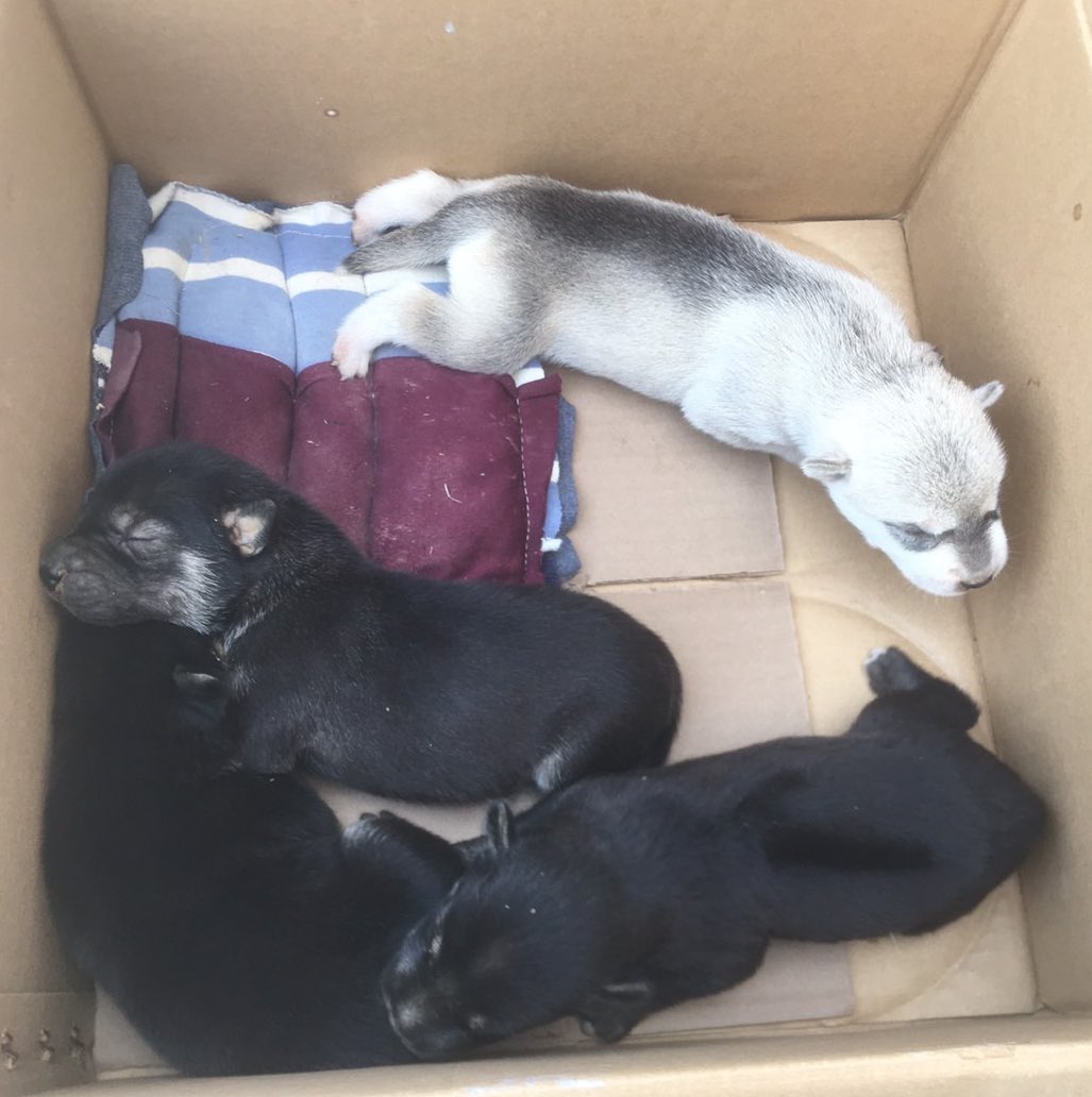 ลูกหมาจรที่ไซท์ หน้าตาพอเดาได้เลยลูกเสี้ยวพันธุ์อะไร😂😂😂 //รอหย่านมเตรียมหาบ้าน