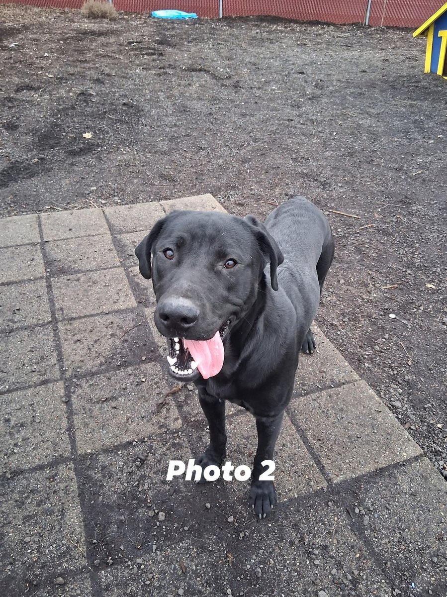 PAWSPendletonOR tweet media