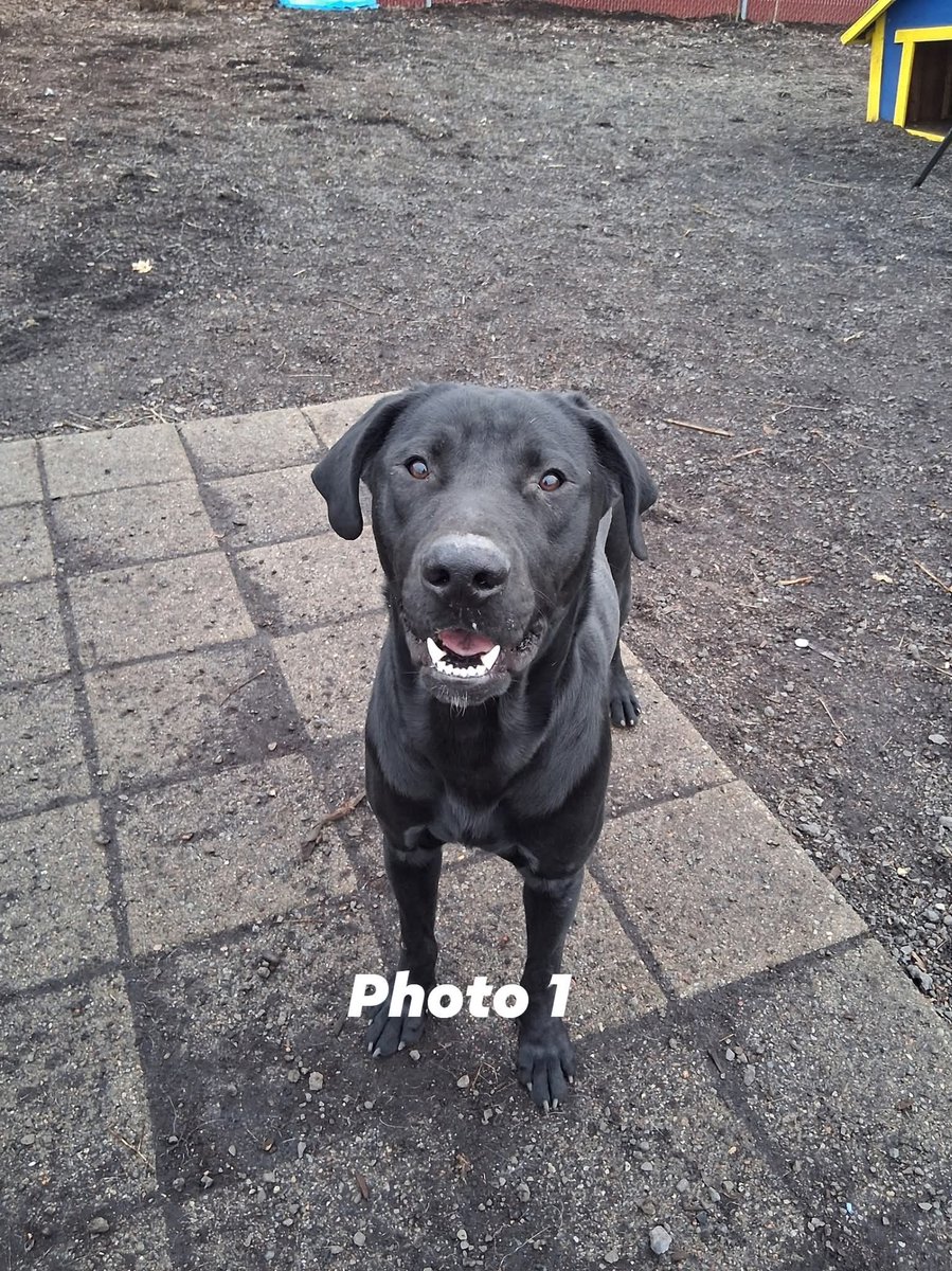 PAWSPendletonOR tweet media