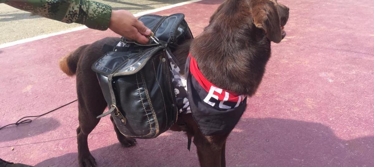 Therians en el Catatumbo