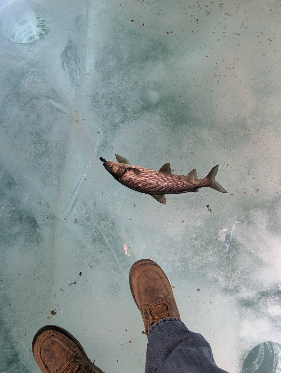 Pondbear tweet media