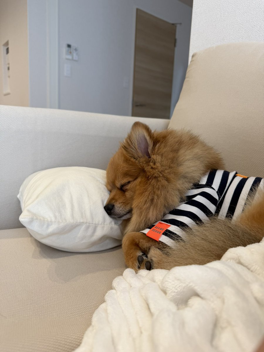 ぽむぽん🥨大五郎の母 (@pompom_mmp) / Posts / X