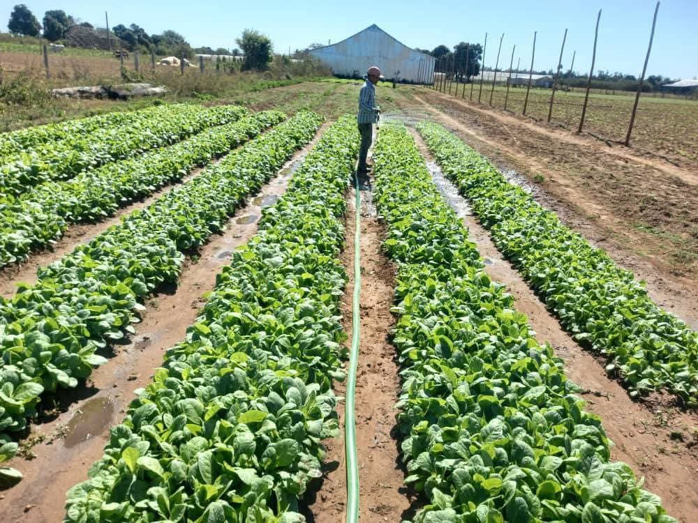 En #SanLuis una de las mejores tierras productoras de tabaco, se han plantado más de 1900 hectáreas en la actual campaña.  #UnidosXCuba #PinardelRío