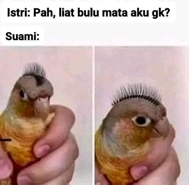 Ini bulu matanya ma....