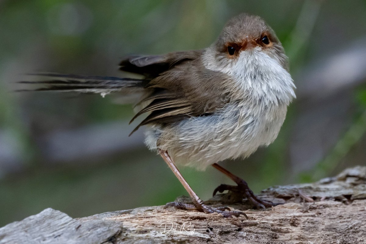 dallysbackyard's tweet photo. A pretty female Superb Fairy-wren out in the garden🙂🐦  #aussiebirds #Gippsland #abcaustralia #abcmyphoto #abcinmelbourne #visitgippsland #latrobevalley #abcgippsland #getbacktogippsland #ausgeo #visitlatrobecity #exquisitepics20_australia #nikonz8 https://t.co/IyUWT03ZwG