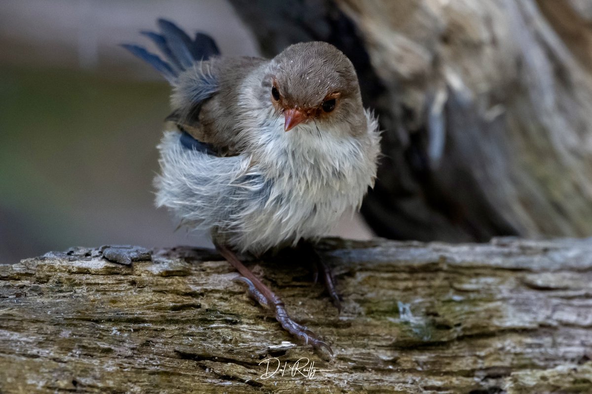 dallysbackyard's tweet photo. A pretty female Superb Fairy-wren out in the garden🙂🐦  #aussiebirds #Gippsland #abcaustralia #abcmyphoto #abcinmelbourne #visitgippsland #latrobevalley #abcgippsland #getbacktogippsland #ausgeo #visitlatrobecity #exquisitepics20_australia #nikonz8 https://t.co/IyUWT03ZwG