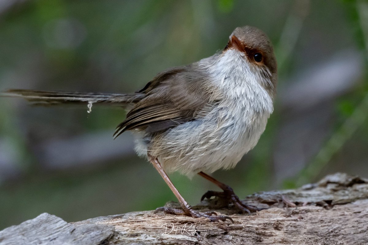 dallysbackyard's tweet photo. A pretty female Superb Fairy-wren out in the garden🙂🐦  #aussiebirds #Gippsland #abcaustralia #abcmyphoto #abcinmelbourne #visitgippsland #latrobevalley #abcgippsland #getbacktogippsland #ausgeo #visitlatrobecity #exquisitepics20_australia #nikonz8 https://t.co/IyUWT03ZwG