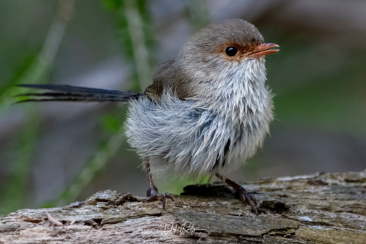 dallysbackyard's tweet photo. A pretty female Superb Fairy-wren out in the garden🙂🐦  #aussiebirds #Gippsland #abcaustralia #abcmyphoto #abcinmelbourne #visitgippsland #latrobevalley #abcgippsland #getbacktogippsland #ausgeo #visitlatrobecity #exquisitepics20_australia #nikonz8 https://t.co/IyUWT03ZwG