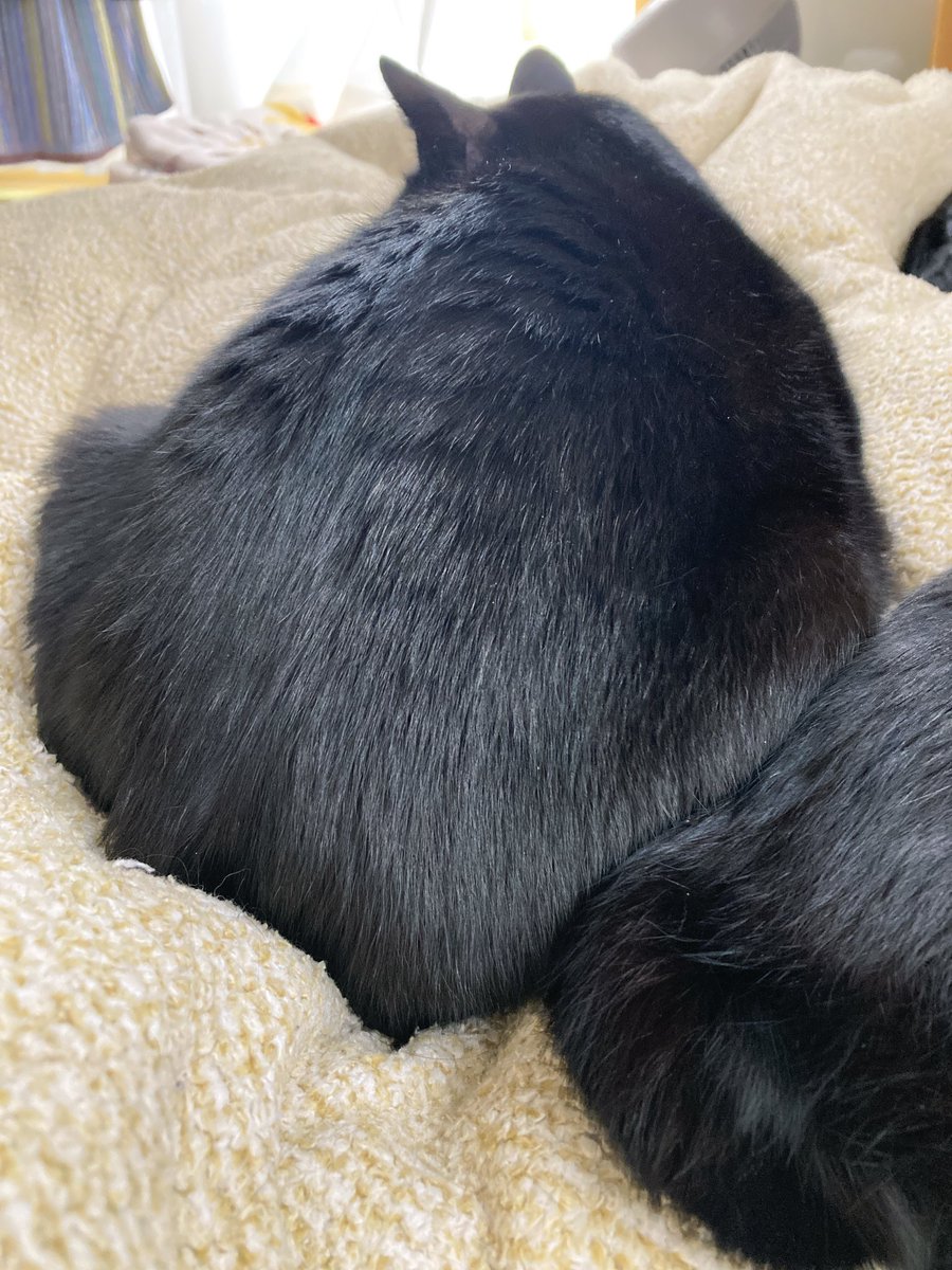 影分身の術🐈‍⬛🐈‍⬛ #黒猫 #猫のいる暮らし𓃠