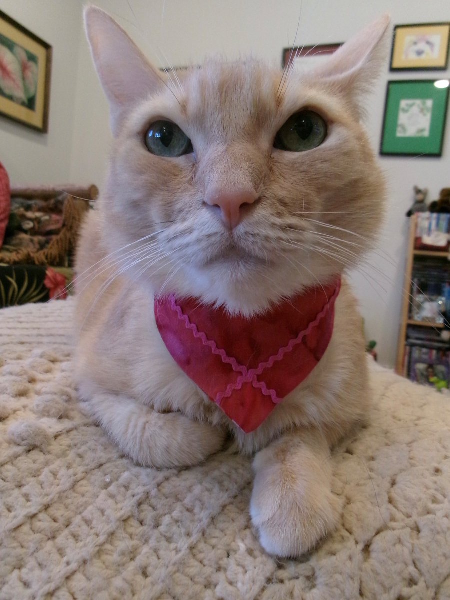 Travis Ford tweet media