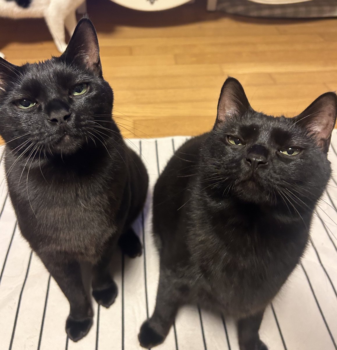 무언가를 바랄 때 둘이 눈빛이 똑같음
(게슴츠레한 눈으로 집사를 바라보며