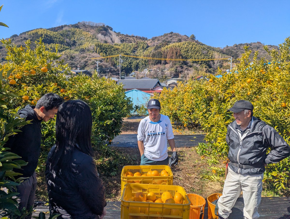 麻機の山乃神農園さん🍊めちゃくちゃ美味しそうな甘夏がたくさん