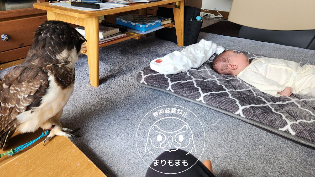 まりもまも (@marimomamo073) / Posts / X