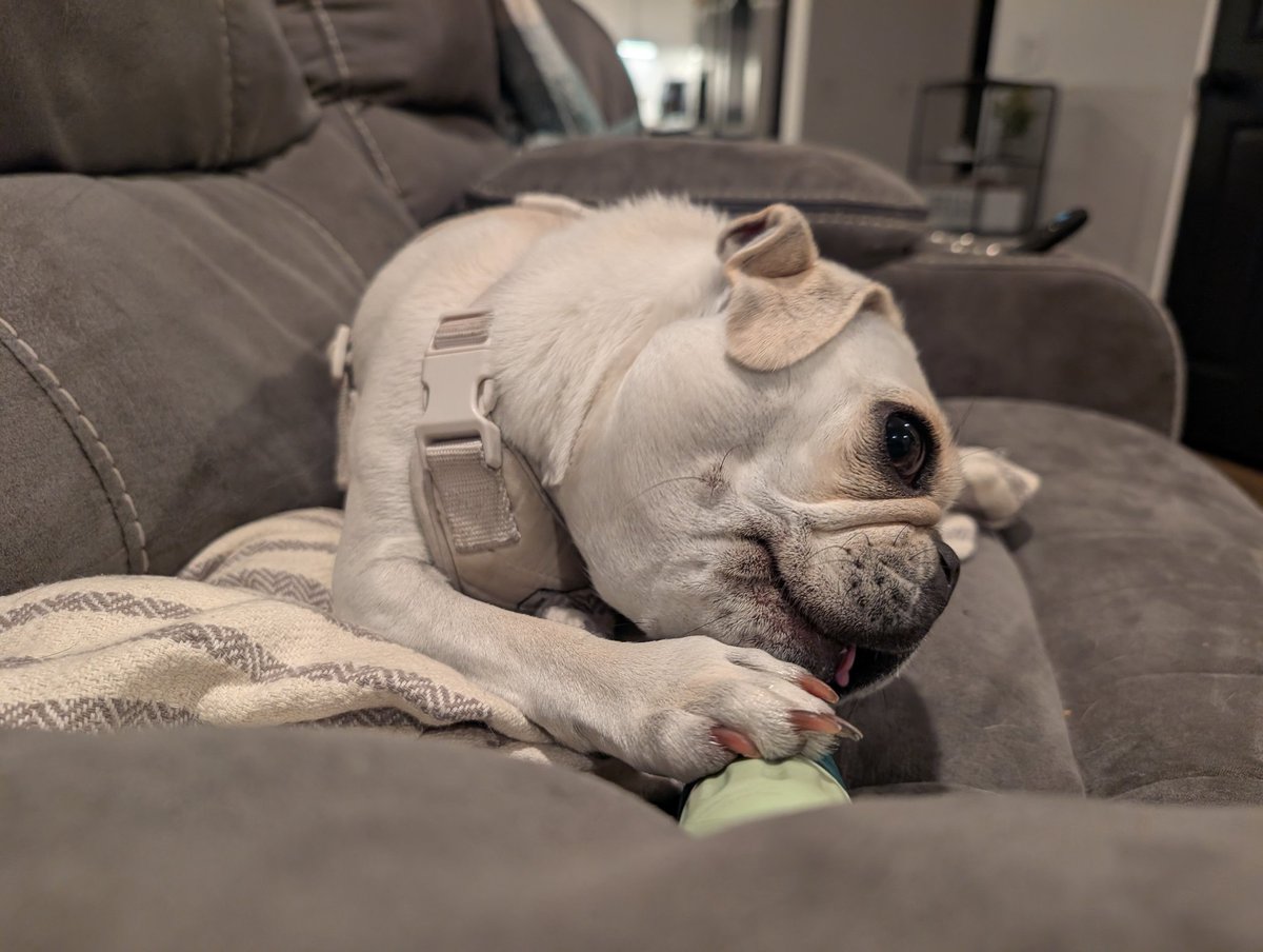 Steve92563's tweet photo. @TRHLofficial @BreannaMorello I'll hold down team PUG https://t.co/VmVwGmdfbw