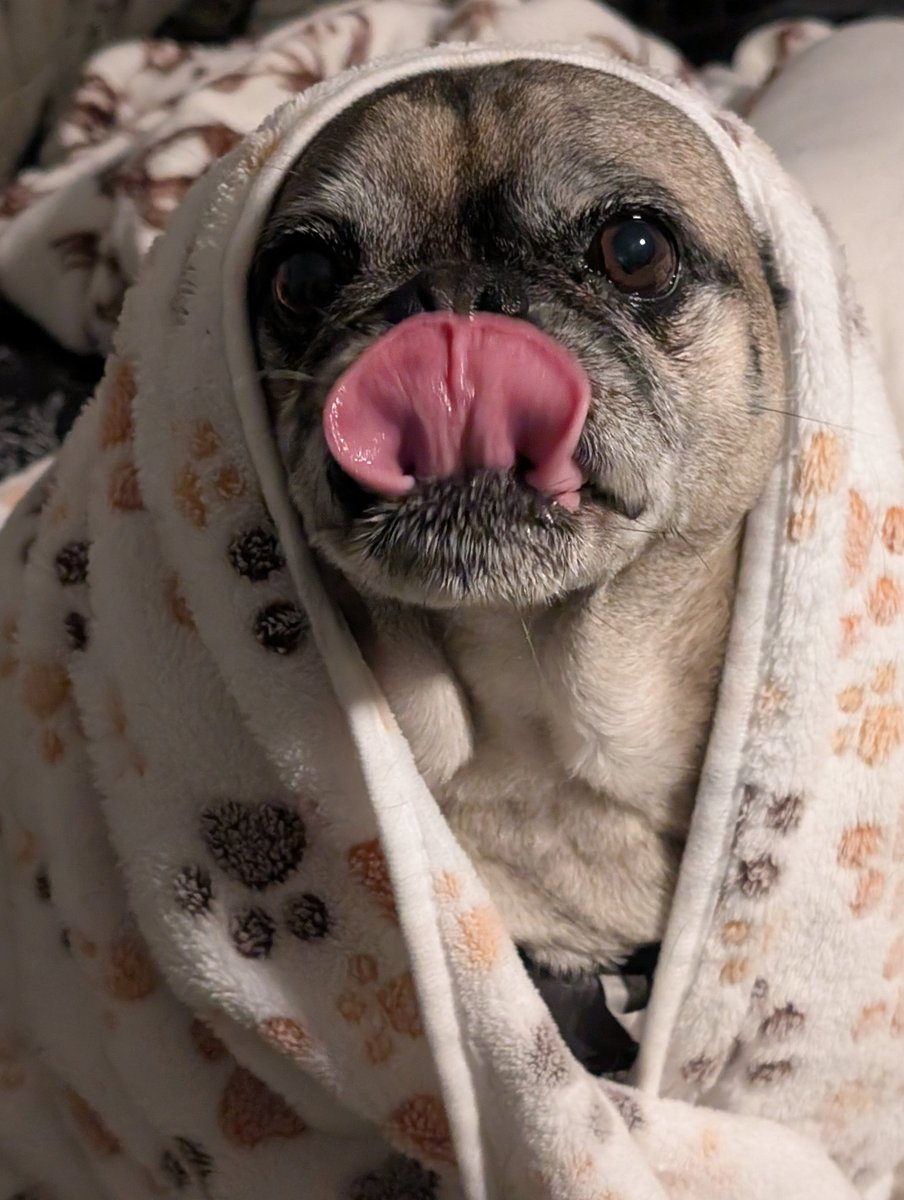 Steve92563's tweet photo. @TRHLofficial @BreannaMorello I'll hold down team PUG https://t.co/VmVwGmdfbw