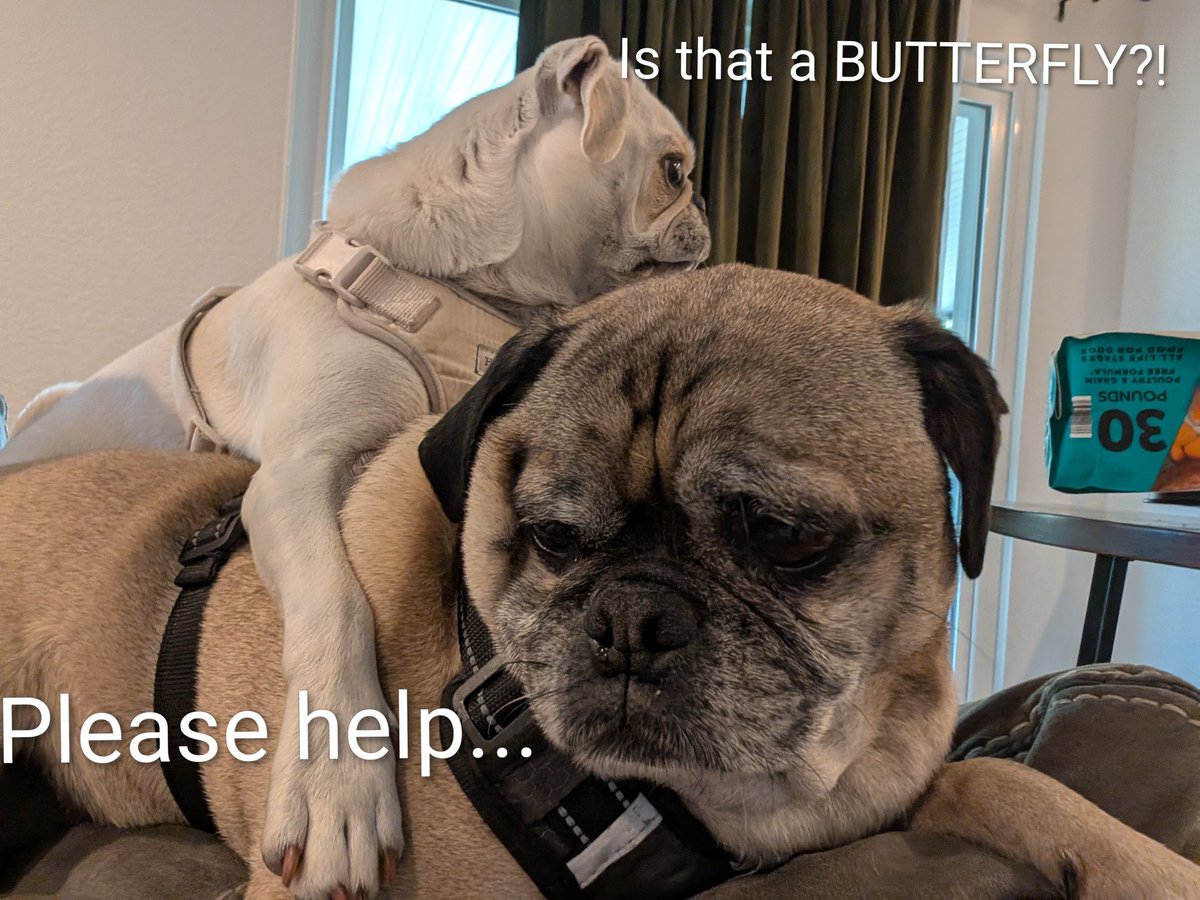Steve92563's tweet photo. @TRHLofficial @BreannaMorello I'll hold down team PUG https://t.co/VmVwGmdfbw