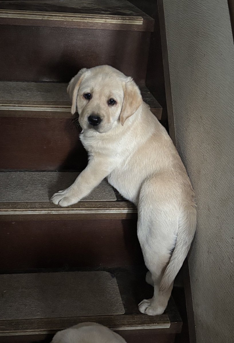 ラブラドールレトリバー