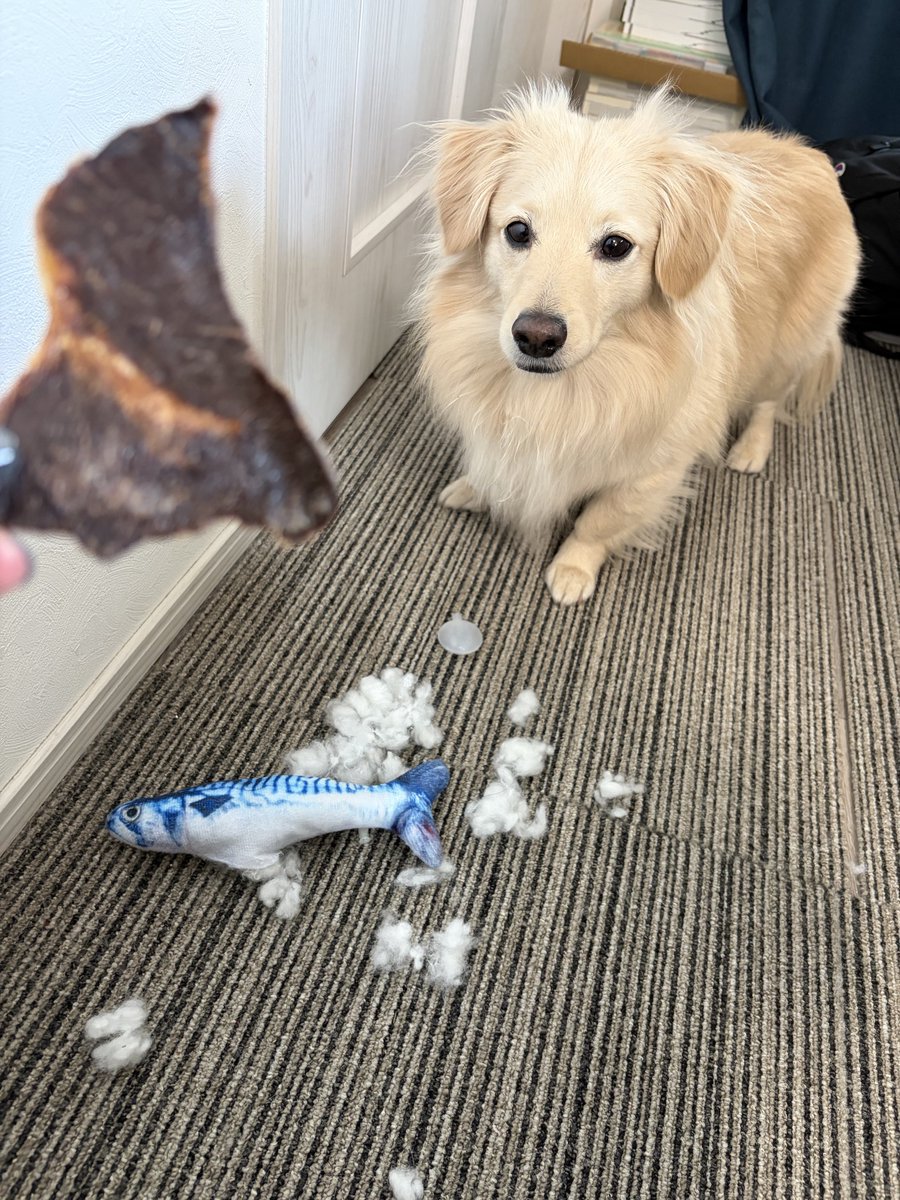 ポメックスのとろろくん (@monaka_0507) / Highlights / X