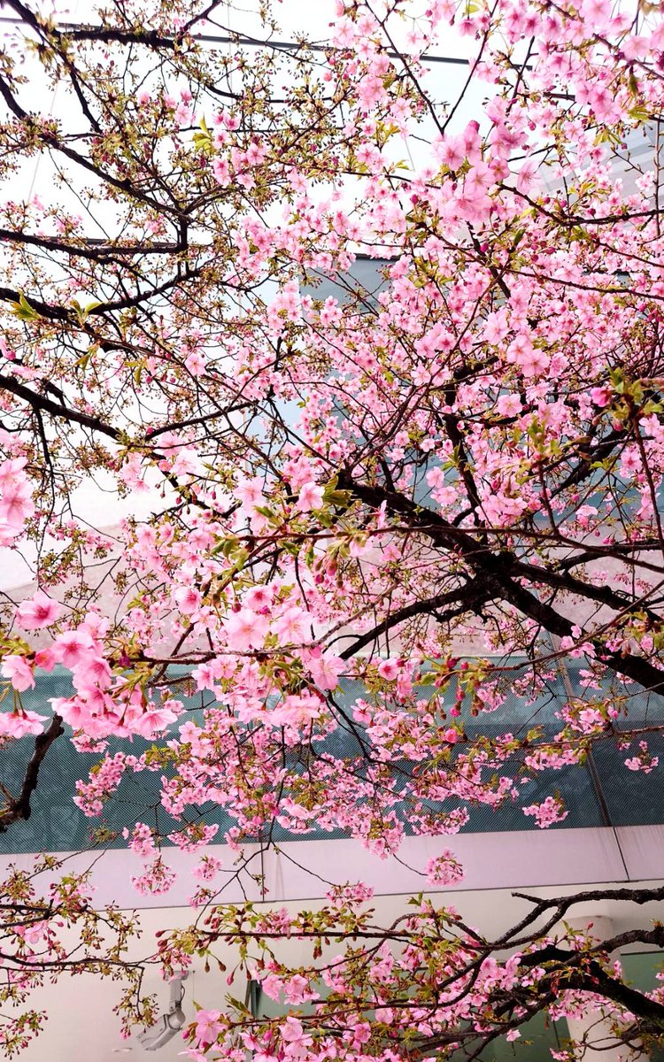 akiohira's tweet photo. 🌸既に満開の北参道の河津桜でした🌸
#photograghy #kawazuzakura #SAKURA #springhascome #pink #infullbloom #Kitasando #Tokyo https://t.co/5U063OCqd8