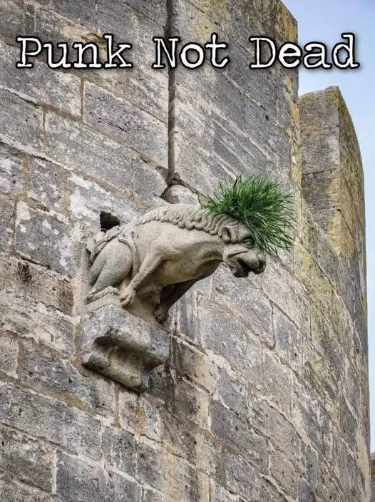 Multiforo Alici@ tweet media