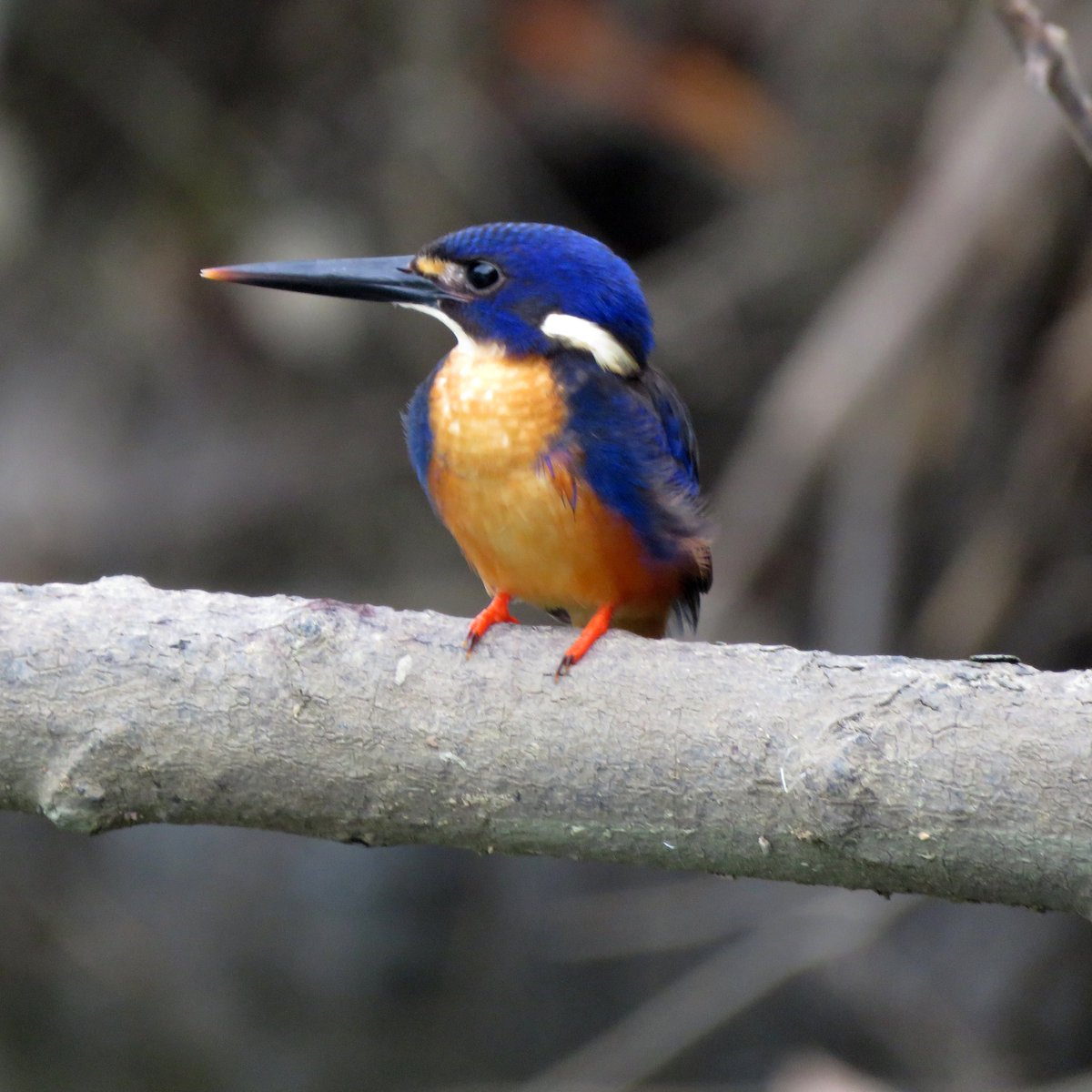 Bird Michael From Twitt℮r tweet media