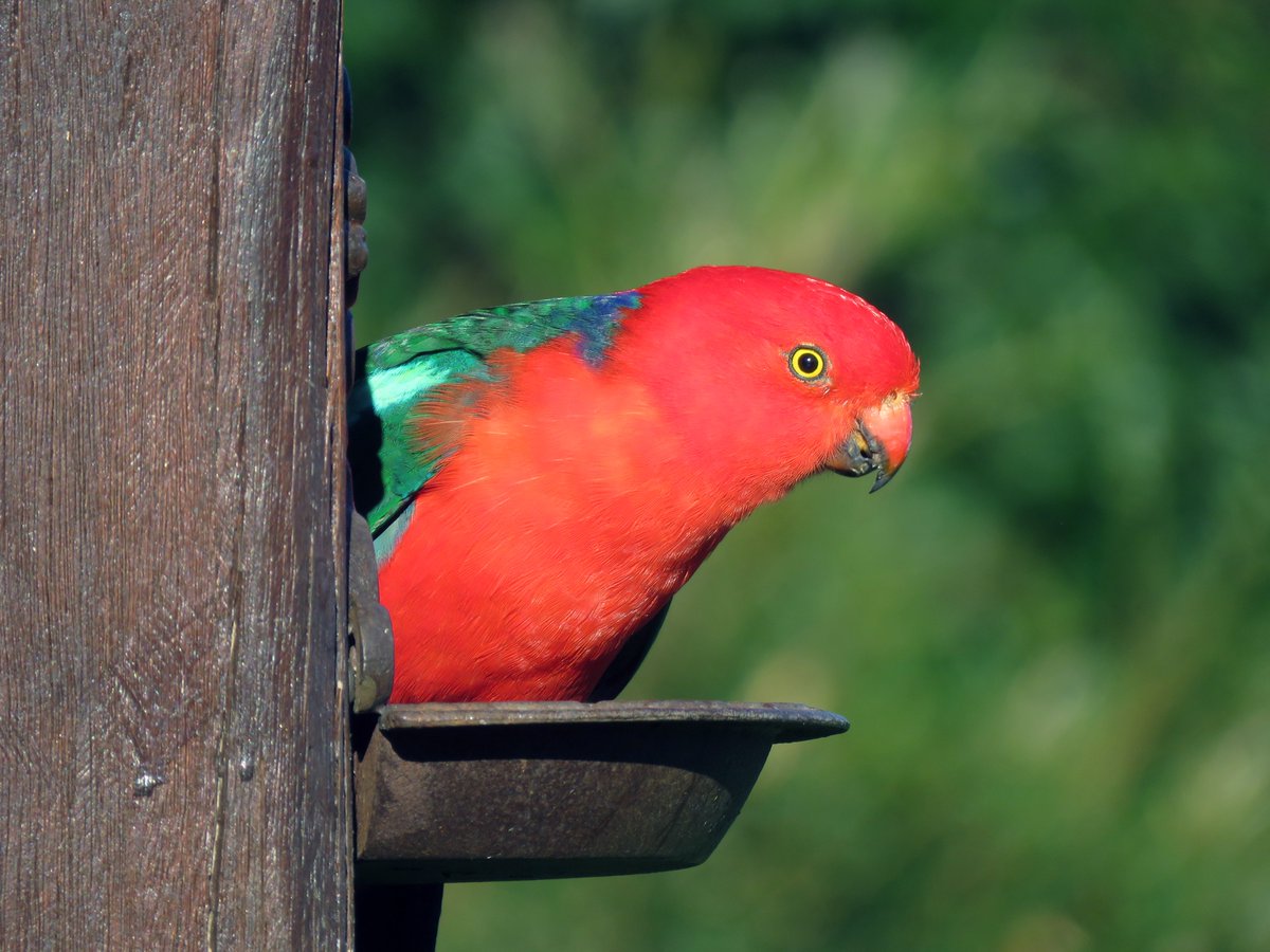 Bird Michael From Twitt℮r tweet media