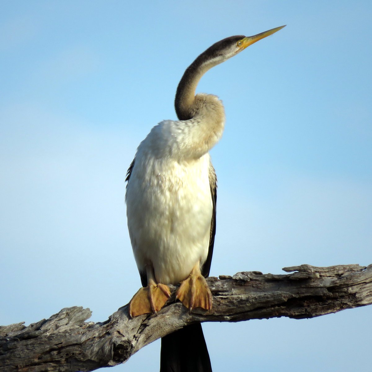 Bird Michael From Twitt℮r tweet media