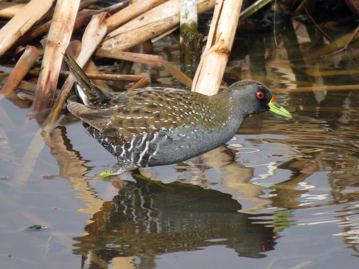 Bird Michael From Twitt℮r tweet media