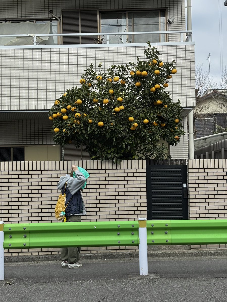 陽那 Tele幕張12/13 バベル12/15,20 tweet media