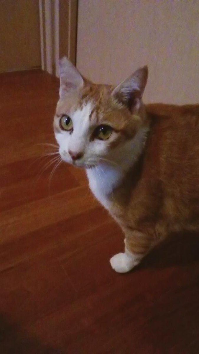 privateeye_pet's tweet photo. 【迷子猫を探しています‼️】

静岡県沼津市大岡門池小学校南側付近にて

2月8日から行方不明になりました💦

目撃した方はリプライやDMをいただけますと幸いです🙇‍♂️

名前：あんじゅ
性別：メス（避妊済）
年齢：5歳
特徴：臆病な性格
　　　大きめの身体
　　　鼻の右の毛色が茶色ぽい

#迷子猫 #猫 #迷い猫 #静岡県 #沼津市 #大岡 
#門池小学校南側 #拡散希望 #迷子ペットを守りたい