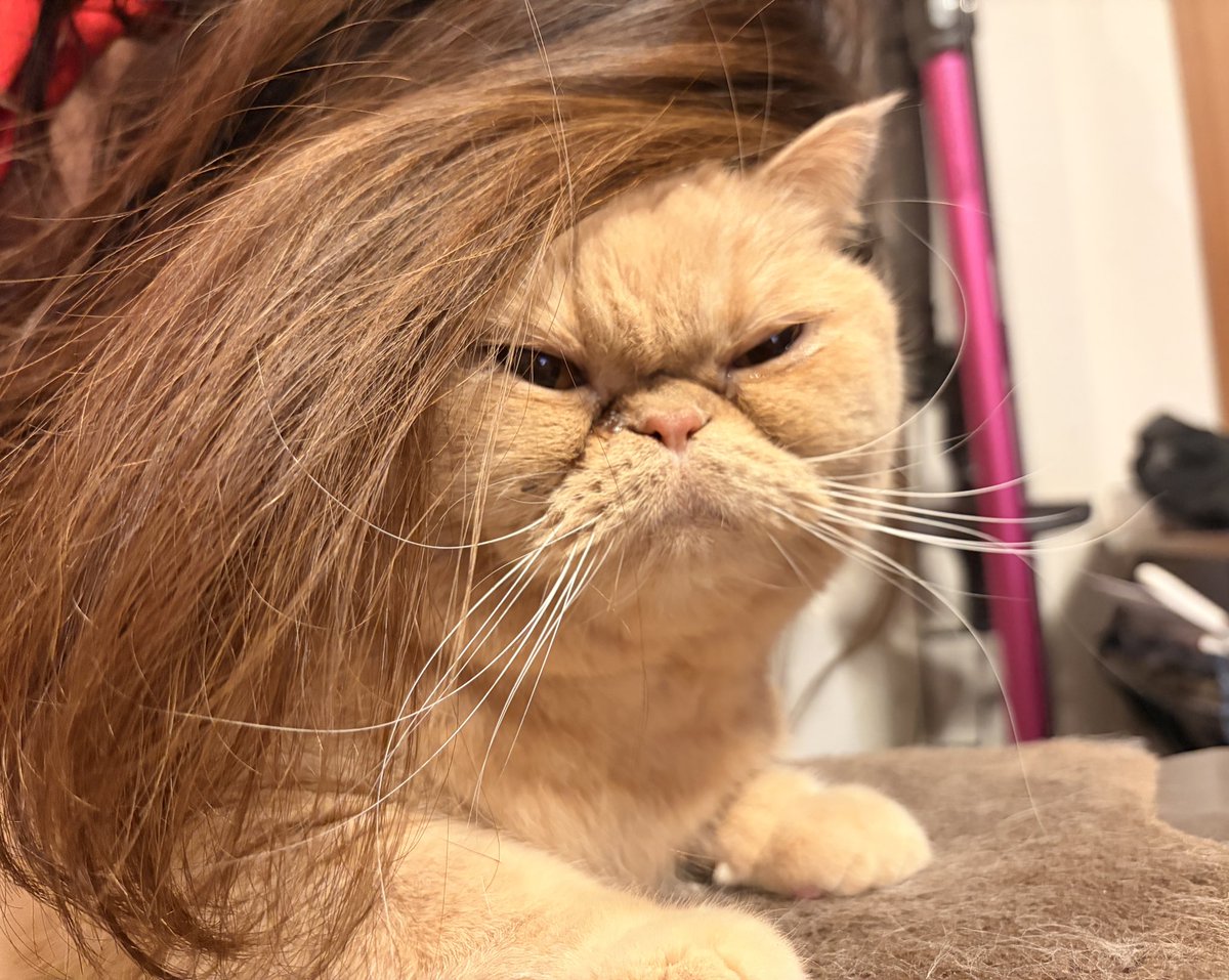 ohigemamire's tweet photo. 古いけど浅野温子みたいなってた
#エキゾチックショートヘア 
#猫のいる暮らし 
#ねこ https://t.co/MODB5c0cEC