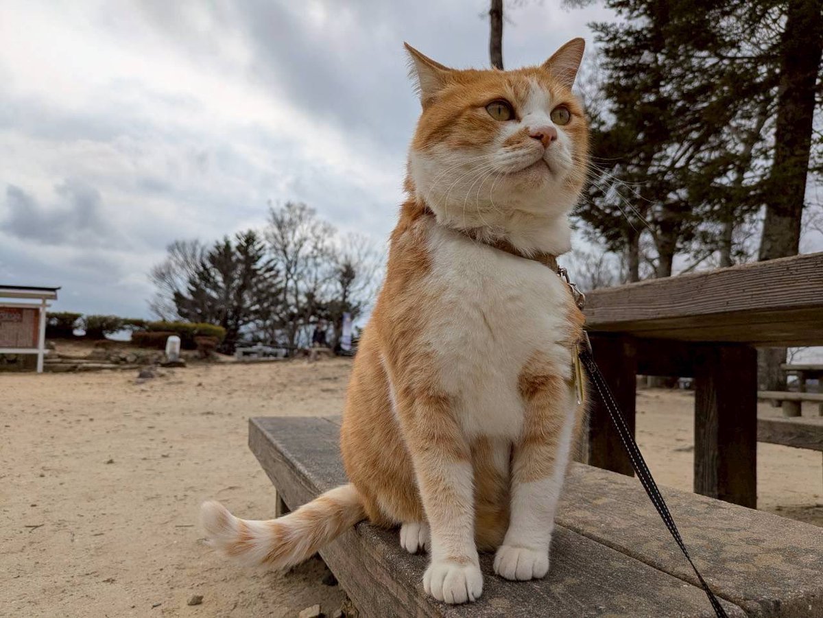 備中松山城 猫城主 さんじゅーろー (@sanju_ro_) / Posts / X