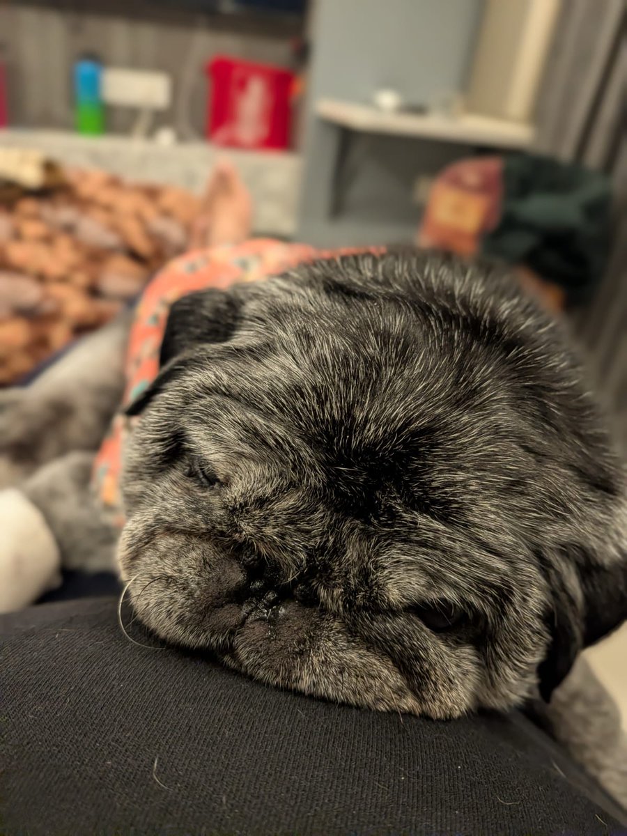 sshubhiggupta's tweet image. Roses are red, sky is blue, I don't know meethu why I miss you 🥺💞 #pugs #puglife #storyofpug #dogsoftwitter #DogsAreTheBest
