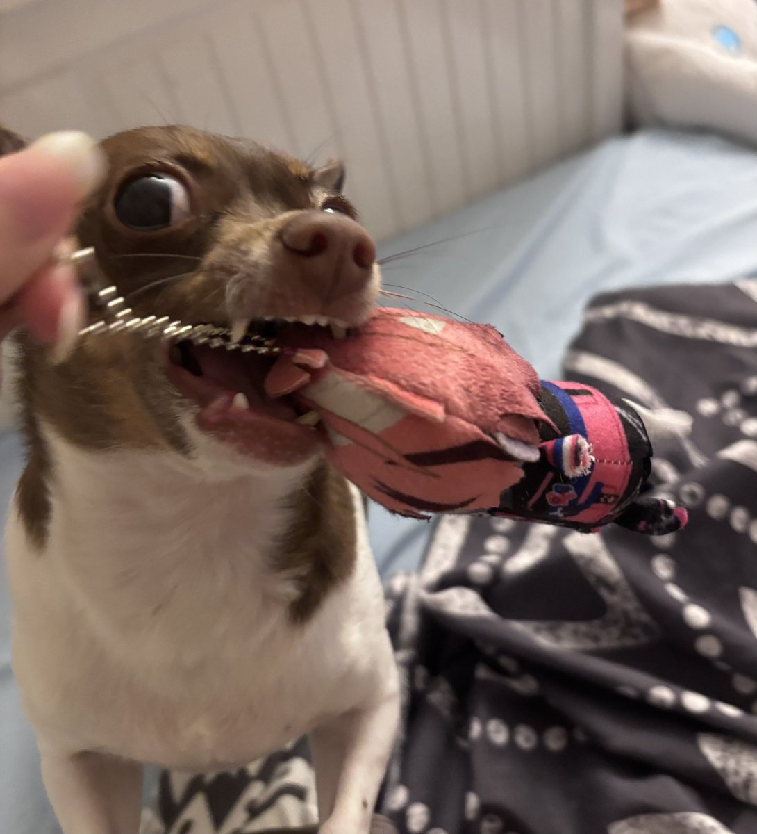 Jorchinit 🌭 tweet media