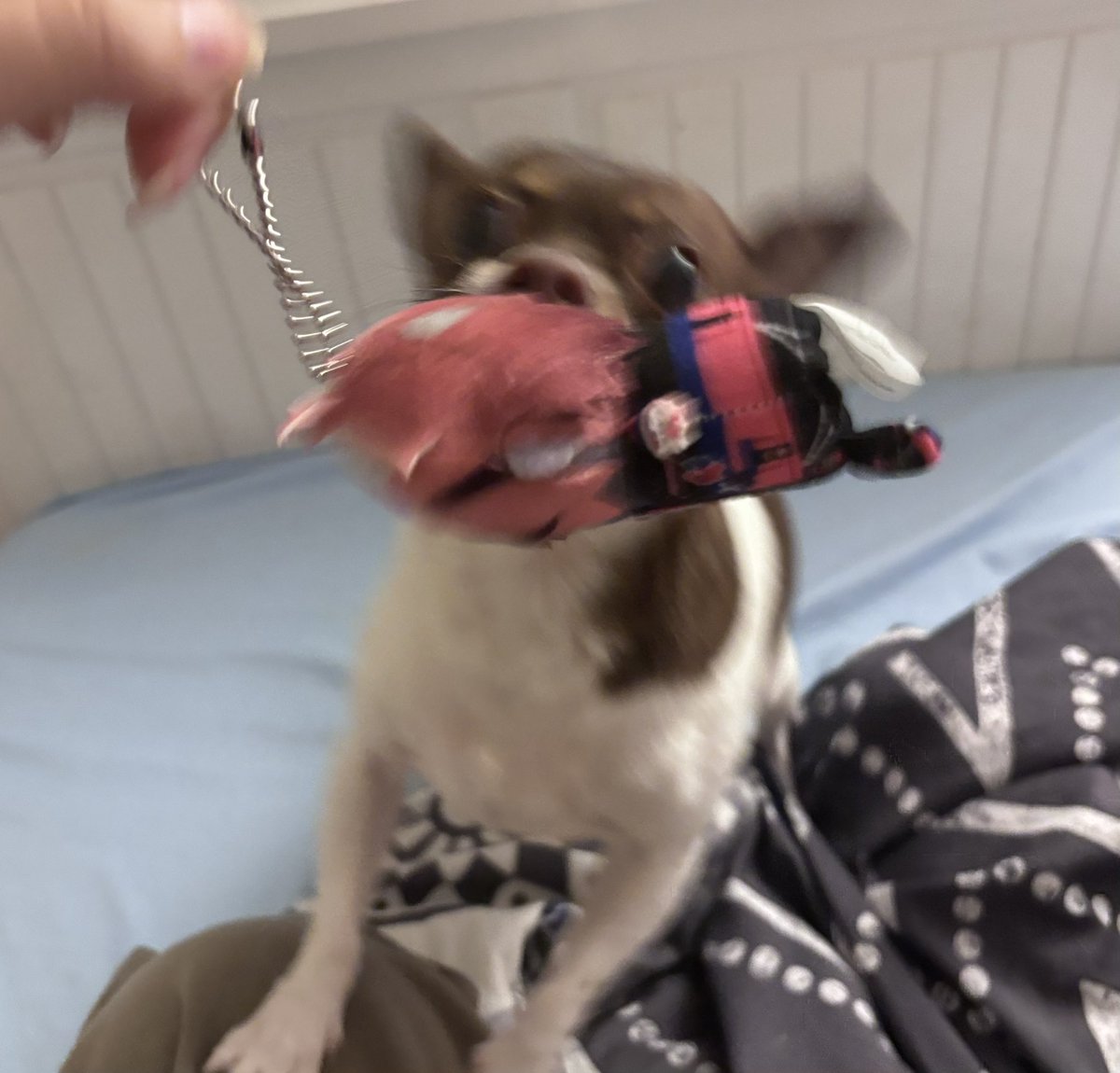 Jorchinit 🌭 tweet media