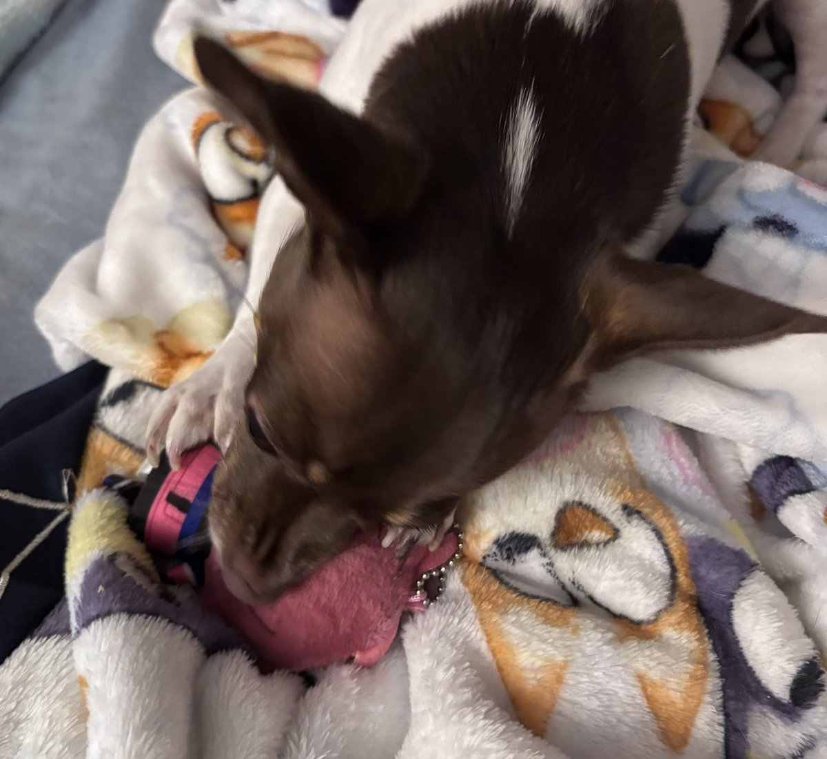 Jorchinit 🌭 tweet media