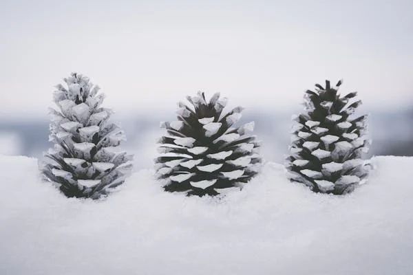 DTNEtiquette's tweet image. I find the winter landscape very calming, as it speaks to me softly... ~ #DTN #SnowSnowSnow #WinterIsHere #SnowWhispers