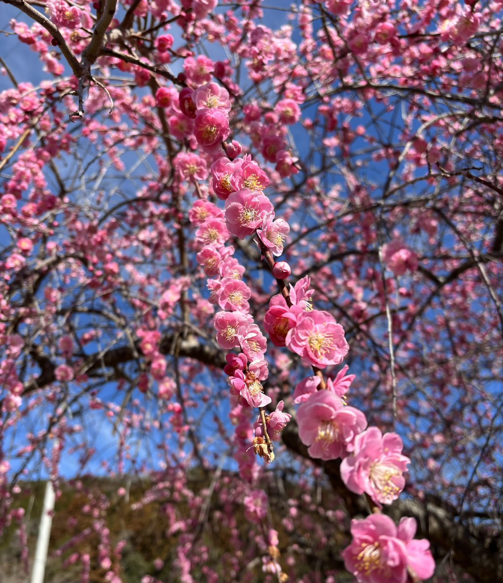 花日記 Community on X - 307 Members