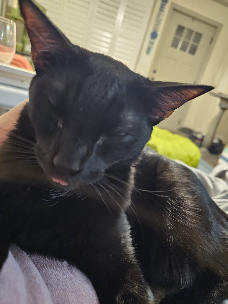 CatMaChaos's tweet photo. LMAO #tongueouttuesdayπ
π€£
π #CatMaChaos #catsofx #catsontwitter #cats #catlife #lifewithcats #lovemycats #theyrescuedme π β₯οΈ #LuckyKitty https://t.co/mtMGv7JTAD