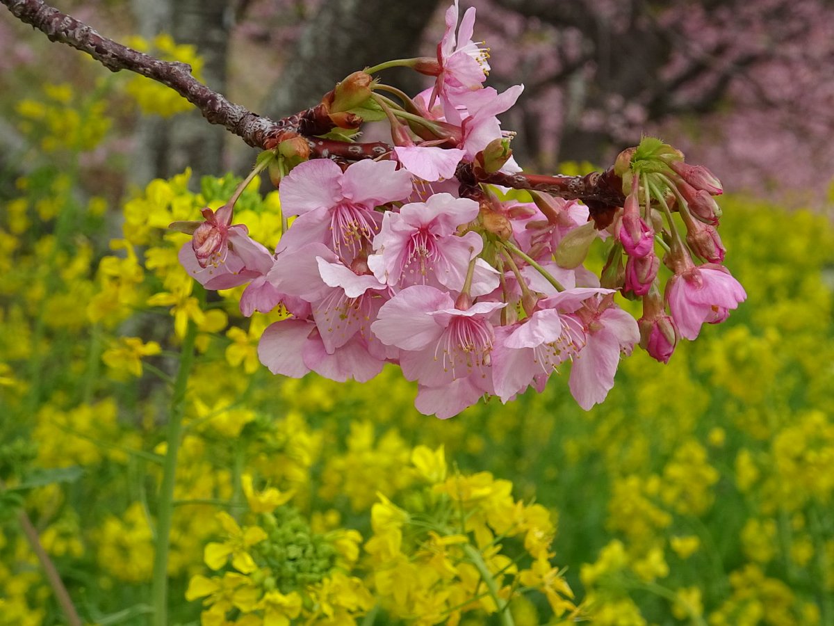 昨日は母と叔母を連れて河津に行ってきました。河津桜はかなり見頃になってました。まだ少しつぼみも有りましたのでこれから来週あたりが最高なんじゃないかな。